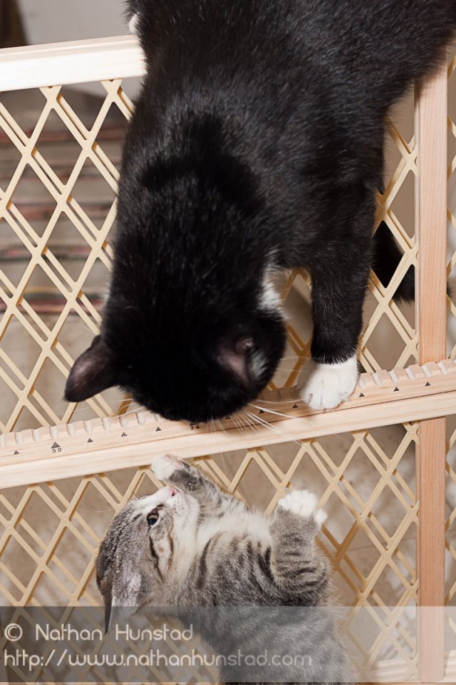 ???? and ???? fighting over the gate